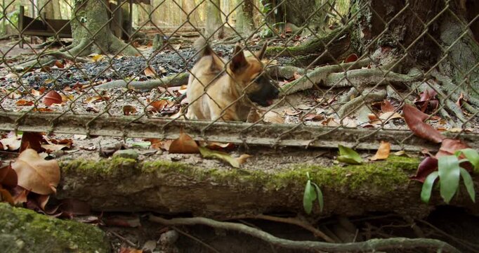 Phu Quoc Ridgeback Puppies in Vietnam Botanical Garden Kennel 3 of 12