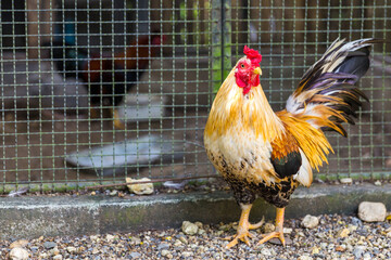 Beautiful Rooster © Maria