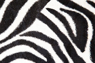 Naklejka premium zebra background black and white texture for design