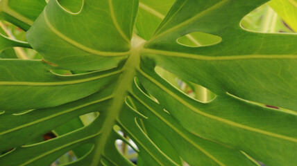 Green monstera leaf close up with natural holes and tropical foliage © Willy