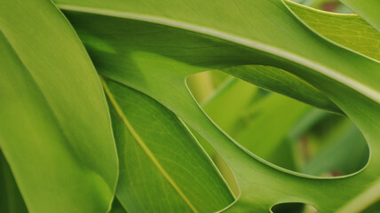 Green monstera leaf close up with natural holes and tropical foliage © Willy