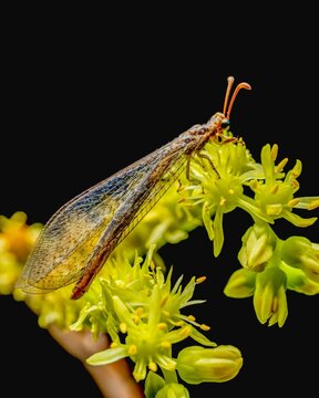 Macro photography of an antlion insect resting on yellow flowers