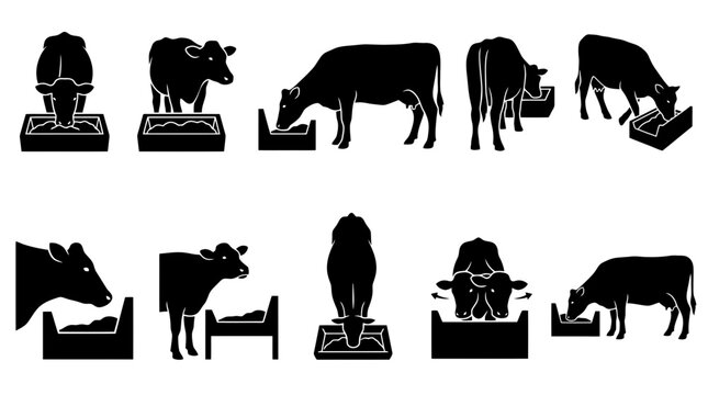 Black Cow Silhouette Collection Eating from Troughs Vector Set for Agricultural Infographics, Livestock Farming Manuals & Dairy Industry Branding (EPS)