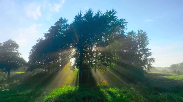   Morning sun rays (god rays) beaming through dense tree canopy, natural light effect