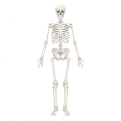 Fototapeta premium Anatomical human skeleton standing upright with neutral expression isolated on transparent background