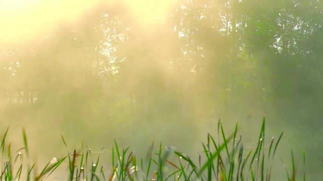 Calm misty river with tall grass and reeds on the bank, peaceful nature background