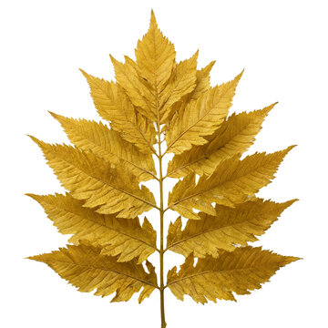 Golden boxelder maple leaf Acer negundo isolated on a transparent background