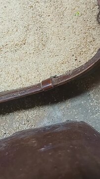 Top view of raw white rice in a traditional bamboo winnowing sieve tray outdoors