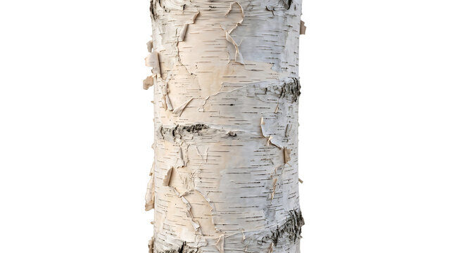 Close-up of birch tree bark texture isolated on transparent background