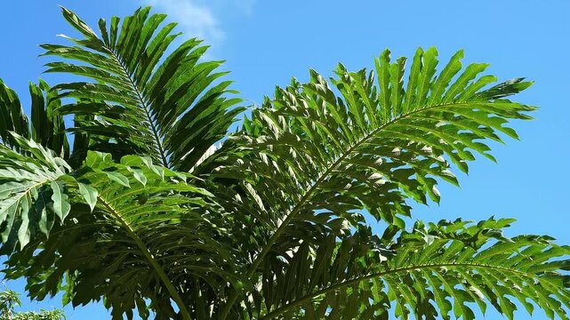 Lush Green Palm Tree Fronds Swaying Against Clear Blue Sky