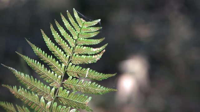 Macro Close Up of Green Fern Frond in Sunlight