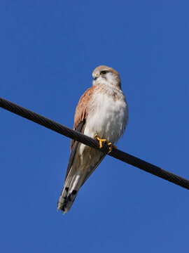 Nankeen Kestrel (Falco cenchroides) perched on a powerline with a clear blue sky background.	
