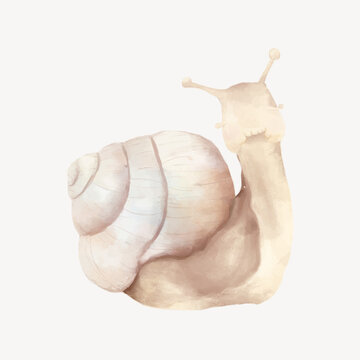 Watercolor illustration of a beige snail with a spiral shell.