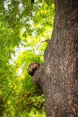Obraz premium Small bird perched on a textured tree trunk in a lush green forest setting.