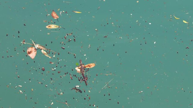 Natural Debris and Autumn Leaves Floating on Turquoise Mediterranean Water