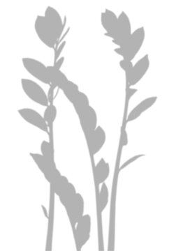 Leafy Branch Stem Shadow Overlay Vertical Nature Effect