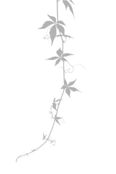 Trailing Vine Leaf Shadow Overlay Vertical Nature Effect