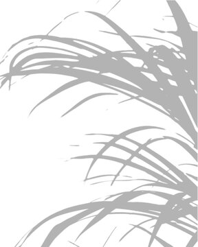 Wispy Palm Frond Shadow Overlay Corner Tropical Effect