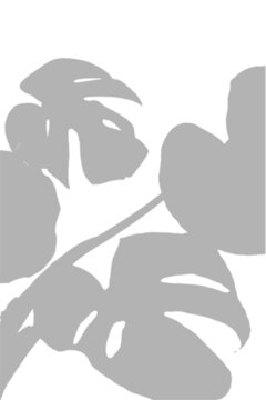Monstera Leaf Shadow Overlay Corner Vertical Effect