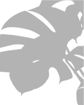 Large Monstera Leaf Shadow Overlay Bold Botanical Effect