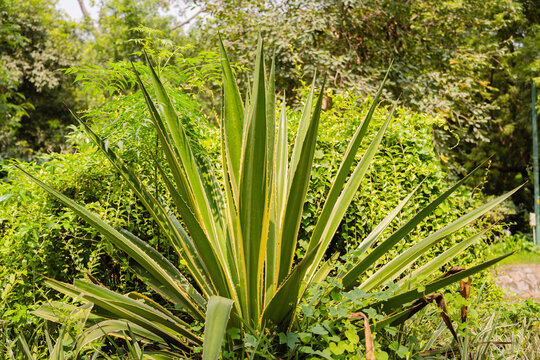 Variegated Agave plant with long green and yellow leaves in a lush tropical garden setting.