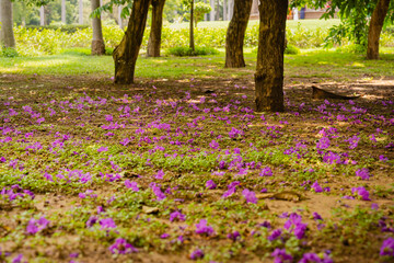 Fototapeta premium Purple flower petals scattered on the ground in a sunny park landscape