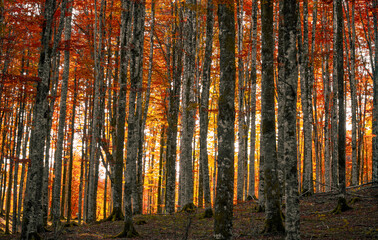Fototapeta premium The morning sun warms and illuminates the beautiful warm colors of the forest
