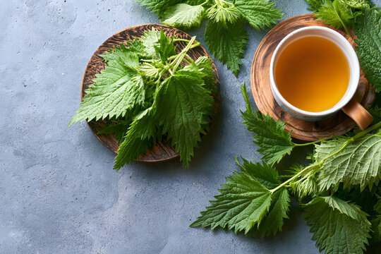 Herbal tea composed of nettles, a medicinal herb. Flat lay of fresh wild herbs with white space for caption