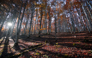 Fototapeta premium The golden light of the sun illuminates the beautiful forest painted with the colors of autumn.