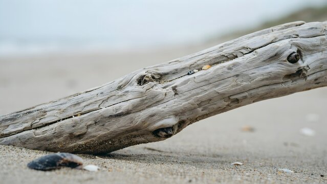 Weathered Driftwood on Sandy Beach with Seashells and Soft Waves