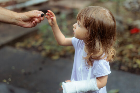 Kind Parent Giving Fresh Blackberry To Little Daughter With Bandaged Arm. Cute injured little girl reaches out to take a berry from her father

