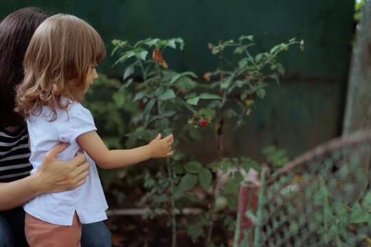 Caring Mother Holding Little Daughter Picking Wild Raspberries From Bush. A loving mom helps her sweet child reach fresh berries outdoors in nature