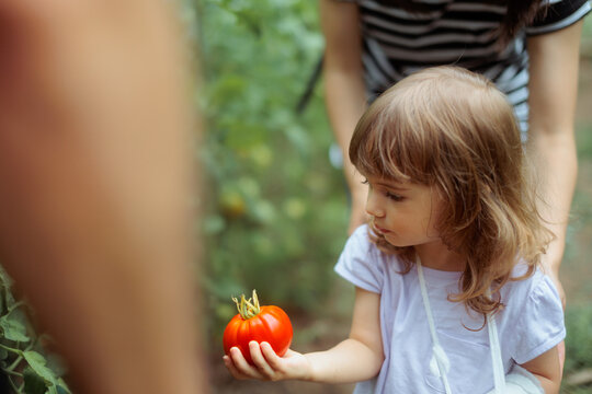   Little Girl With Bandaged Arm Holding Fresh Red Tomato In Garden. Cute injured child proudly shows an organic ripe vegetable harvested outdoors
