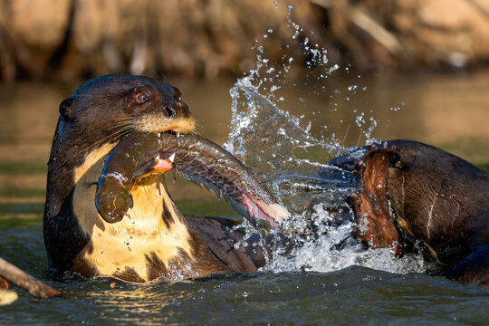 Giant Otter - Pteronura brasiliensis, large fresh water carnivore from South American rivers, Pantanal, Brazil.