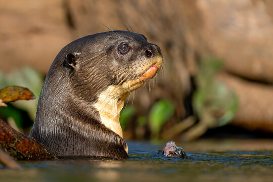 Giant Otter - Pteronura brasiliensis, large fresh water carnivore from South American rivers, Pantanal, Brazil.