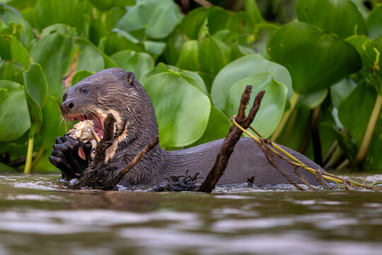 Giant Otter - Pteronura brasiliensis, large fresh water carnivore from South American rivers, Pantanal, Brazil.