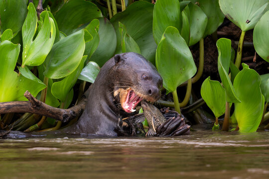 Giant Otter - Pteronura brasiliensis, large fresh water carnivore from South American rivers, Pantanal, Brazil.