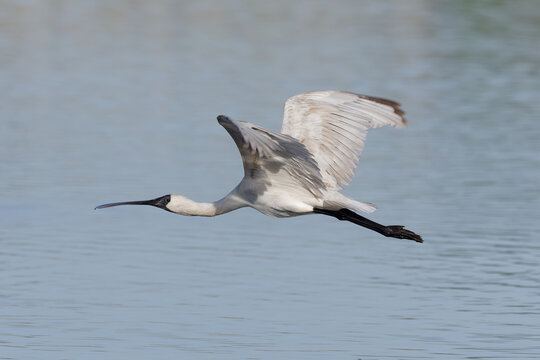 Royal Spoonbill (Platalea regia) in flight  over calm lake water.