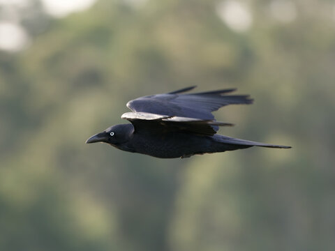 Australian Raven (Corvus coronoides) in flight with out of focus trees in background