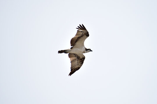 空を飛ぶミサゴ　猛禽類　Pandion haliaetus