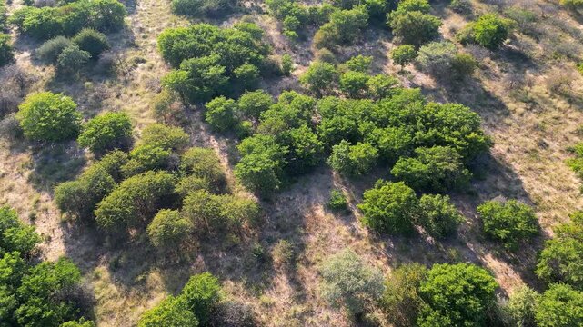 Aerial view open savannah dominated by mopane trees (Colophospermum mopane), southern Africa