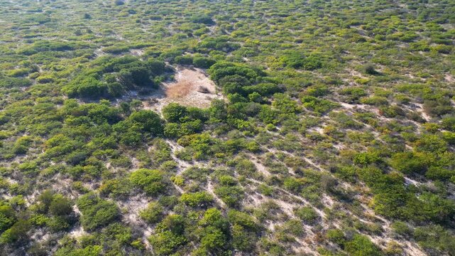 Aerial view open savannah dominated by mopane trees (Colophospermum mopane), southern Africa