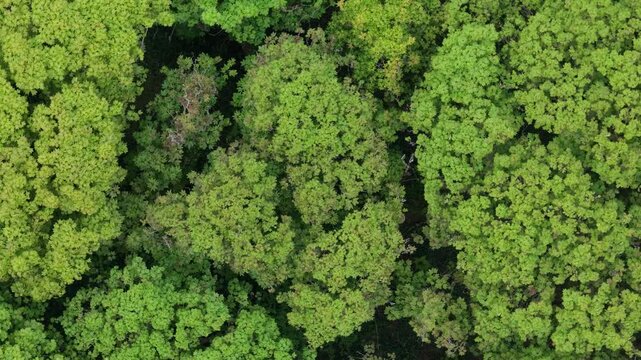 Flourished plantation forest of Wicklow Mountains National Park drone