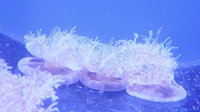 Upside down jellyfish Cassiopea move actively inside blue tank