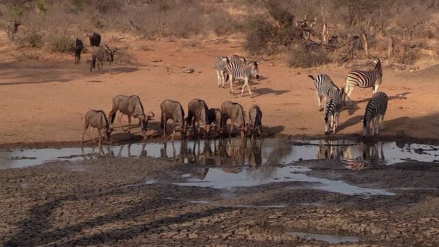 African wildlife at waterhole, wildebeest and zebras drinking in savanna, safari animals in natural habitat, wild herd in arid landscape