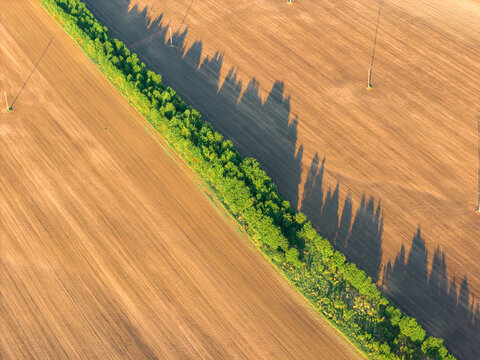 Aerial view of a line of trees casting long shadows across plowed agricultural fields in Chvalkovice, Hradec Kralove Region, Czechia.