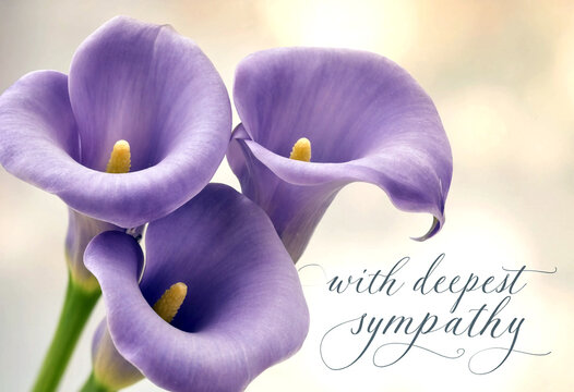 Beautiful purple calla lilies with yellow centers expressing heartfelt sympathy and condolences