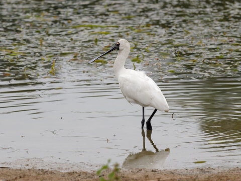 Royal Spoonbill or Black-billed Spoonbill (Platalea regia) standing in shallow water near shore on an overcast day.