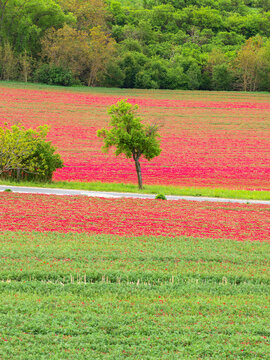 Aerial view of a vibrant field of red poppies divided by a road with a lone tree and lush green trees in the background in Cejkovice, South Moravian Region, Czechia.