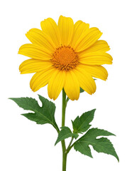 Fototapeta premium A vibrant yellow sunflower stands upright against a white background. The flower’s petals radiate outwards, creating a circular pattern.